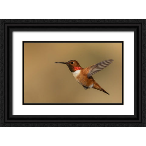 Male Rufous hummingbird Black Ornate Wood Framed Art Print with Double Matting by Archer, Ken