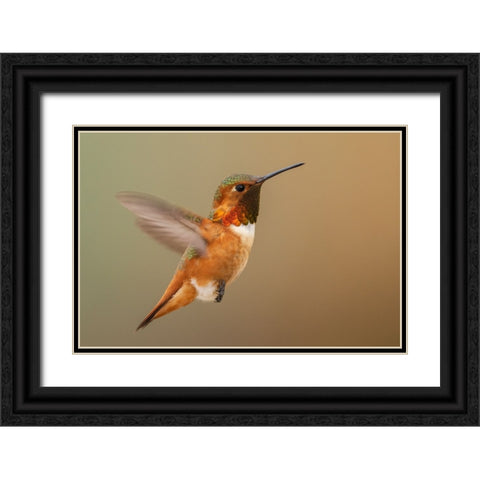 Male Rufous hummingbird Black Ornate Wood Framed Art Print with Double Matting by Archer, Ken
