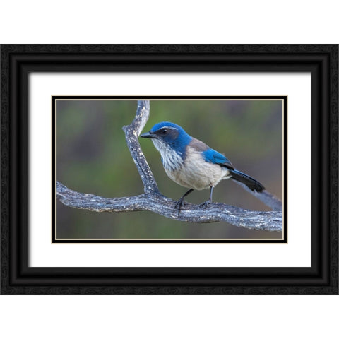 California scrub jay Black Ornate Wood Framed Art Print with Double Matting by Archer, Ken