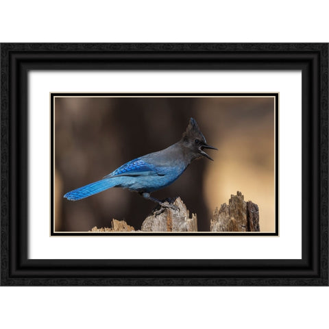 Stellers jay Black Ornate Wood Framed Art Print with Double Matting by Archer, Ken