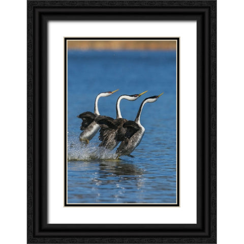 Western grebes rushing Black Ornate Wood Framed Art Print with Double Matting by Archer, Ken