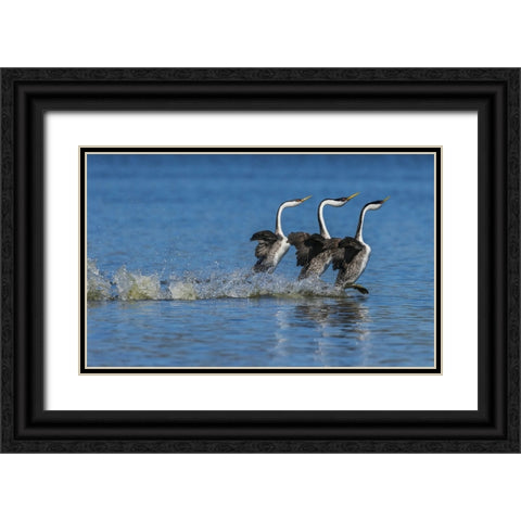 Western grebes rushing display Black Ornate Wood Framed Art Print with Double Matting by Archer, Ken