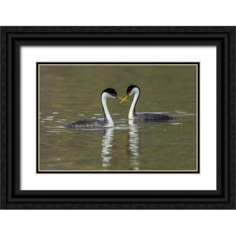 Western grebes-courting Black Ornate Wood Framed Art Print with Double Matting by Archer, Ken