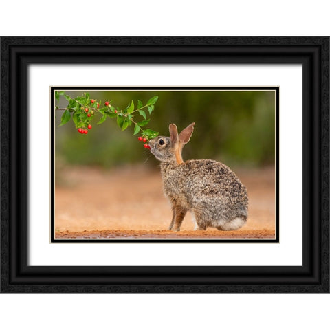 Eastern Cottontail-Sylvilagus floridanus-feeding Black Ornate Wood Framed Art Print with Double Matting by Ditto, Larry