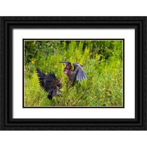 Green Heron-Butorides virescens-feeding time Black Ornate Wood Framed Art Print with Double Matting by Ditto, Larry