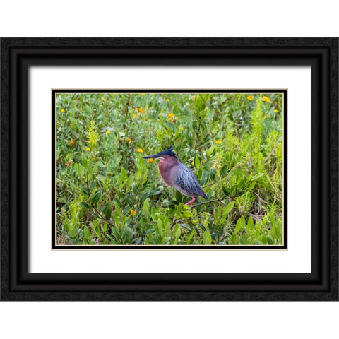 Green Heron-Butorides virescens-standing in shrubs Black Ornate Wood Framed Art Print with Double Matting by Ditto, Larry