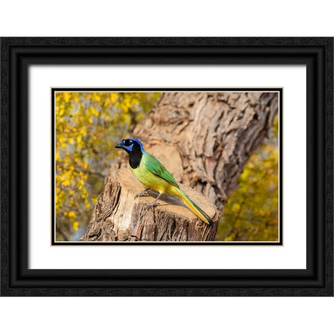 Green Jay-Cyanocorax yncas-perched Black Ornate Wood Framed Art Print with Double Matting by Ditto, Larry