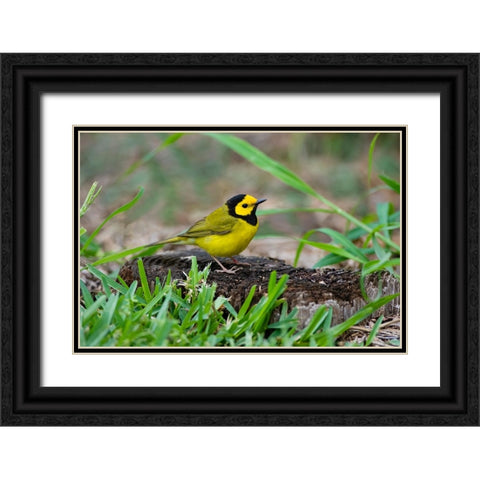 Hooded Warbler-Wilsonia citrina-perched Black Ornate Wood Framed Art Print with Double Matting by Ditto, Larry