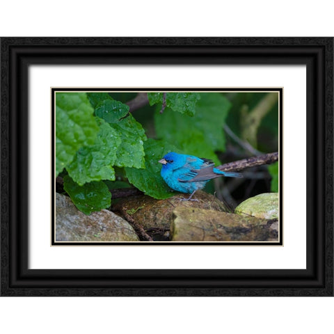 Indigo Bunting-Passerina cyanea-foraging male Black Ornate Wood Framed Art Print with Double Matting by Ditto, Larry