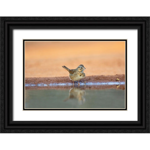 Lincolns Sparrow-Melospiza lincolnii-drinking Black Ornate Wood Framed Art Print with Double Matting by Ditto, Larry