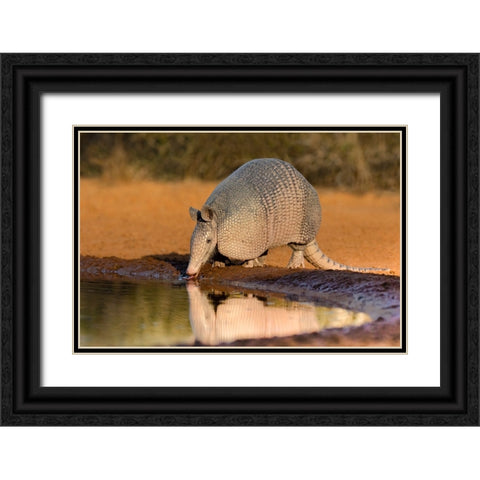 Nine-banded Armadillo-Dasypus novemcinctus-drinking Black Ornate Wood Framed Art Print with Double Matting by Ditto, Larry