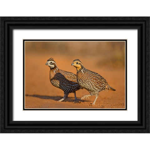 Northern Bobwhite-Colinus virginianus-pair Black Ornate Wood Framed Art Print with Double Matting by Ditto, Larry