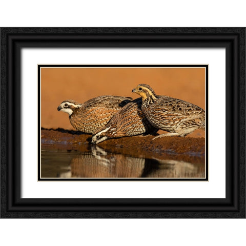 Northern Bobwhite-Colinus virginianus-drinking Black Ornate Wood Framed Art Print with Double Matting by Ditto, Larry