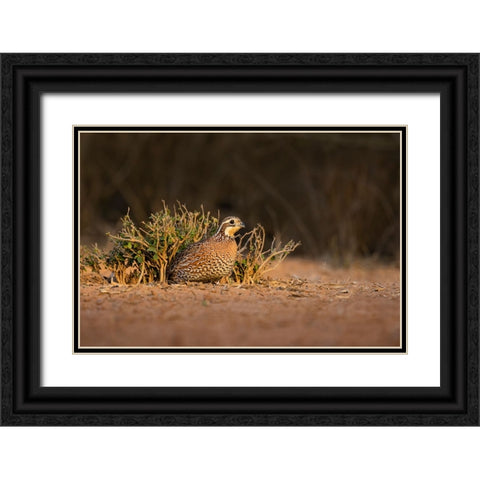 Northern Bobwhite-Colinus virginianus-female hiding Black Ornate Wood Framed Art Print with Double Matting by Ditto, Larry