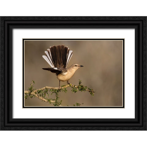 Northern Mockingbird-Mimus polyglottos-perched Black Ornate Wood Framed Art Print with Double Matting by Ditto, Larry