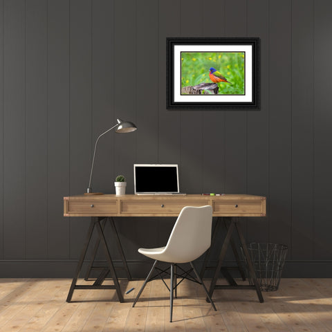 Painted Bunting-Passerina ciris-perched Black Ornate Wood Framed Art Print with Double Matting by Ditto, Larry