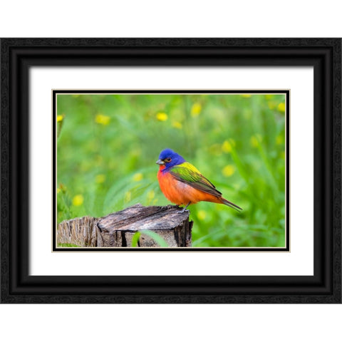 Painted Bunting-Passerina ciris-perched Black Ornate Wood Framed Art Print with Double Matting by Ditto, Larry