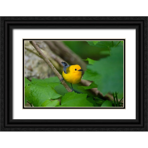 Prothonotary Warbler-Prothonotary citrea-flying Black Ornate Wood Framed Art Print with Double Matting by Ditto, Larry