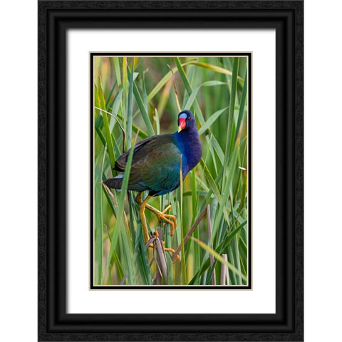 Purple Gallinule-Porphyrio martinica-perched in cattails Black Ornate Wood Framed Art Print with Double Matting by Ditto, Larry