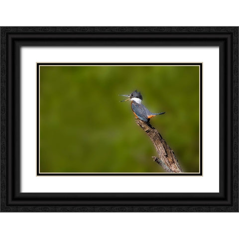 Ringed Kingfisher-Megaceryle torquata-male Black Ornate Wood Framed Art Print with Double Matting by Ditto, Larry