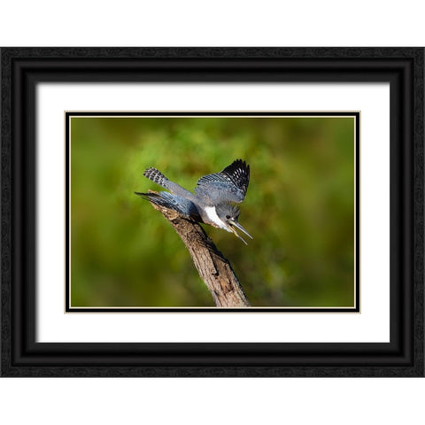 Ringed Kingfisher-Megaceryle torquata-male Black Ornate Wood Framed Art Print with Double Matting by Ditto, Larry