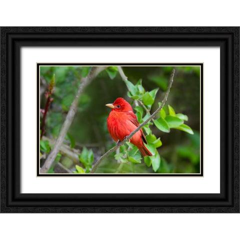 Summer Tanager-Piranga rubra-perched Black Ornate Wood Framed Art Print with Double Matting by Ditto, Larry