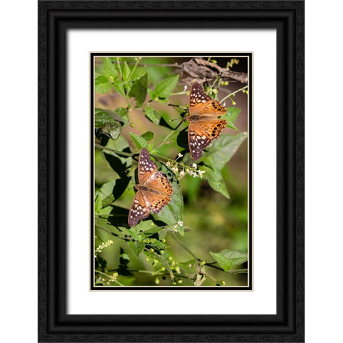 Tawny Emperor-Asterocampa clyton-sunning Black Ornate Wood Framed Art Print with Double Matting by Ditto, Larry