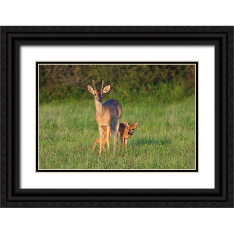 White-tailed Deer-Colinus virginianus-in grassy habitat Black Ornate Wood Framed Art Print with Double Matting by Ditto, Larry