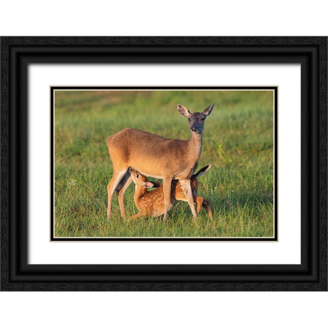 White-tailed Deer-Odocoileus virginianus-female with young Black Ornate Wood Framed Art Print with Double Matting by Ditto, Larry