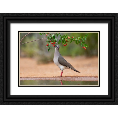 White-tipped Dove-Leptotila verreauxi-feeding on Manzanita fruits Black Ornate Wood Framed Art Print with Double Matting by Ditto, Larry