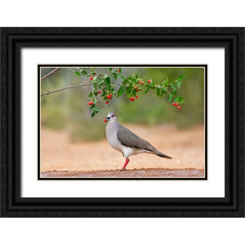 White-tipped Dove-Leptotila verreauxi-feeding on Manzanita fruits Black Ornate Wood Framed Art Print with Double Matting by Ditto, Larry