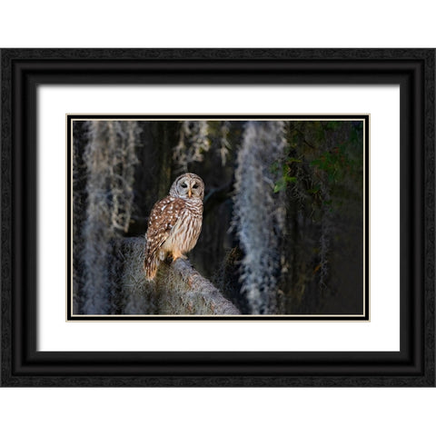 Barred owl perched in bald cypress forest with Spanish moss Black Ornate Wood Framed Art Print with Double Matting by Ditto, Larry
