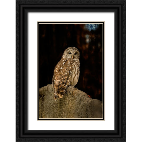 Barred owl perched in bald cypress forest with Spanish moss Black Ornate Wood Framed Art Print with Double Matting by Ditto, Larry