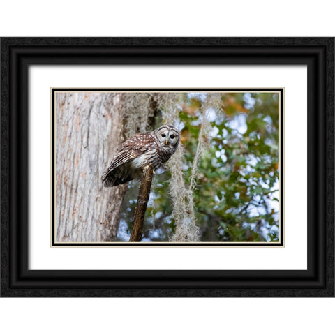 Barred owl perched in bald cypress forest with Spanish moss Black Ornate Wood Framed Art Print with Double Matting by Ditto, Larry