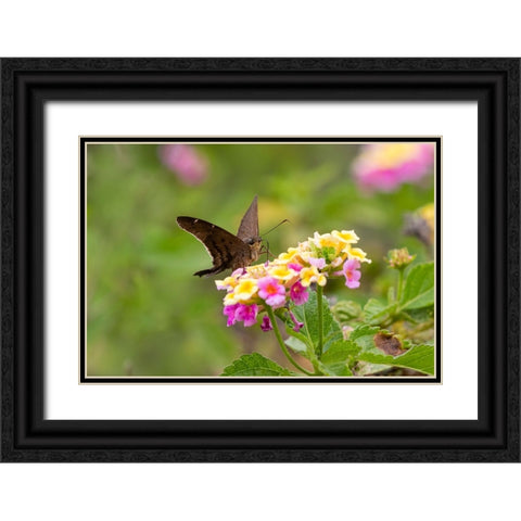 Brown longtail nectaring at lantana blooms Black Ornate Wood Framed Art Print with Double Matting by Ditto, Larry