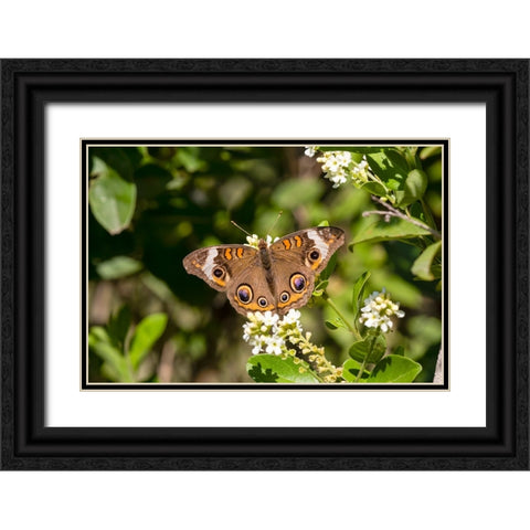 Common buckeye butterfly nectaring Black Ornate Wood Framed Art Print with Double Matting by Ditto, Larry