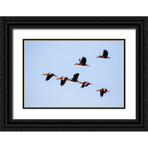 Black-bellied whistling duck in flight Black Ornate Wood Framed Art Print with Double Matting by Ditto, Larry