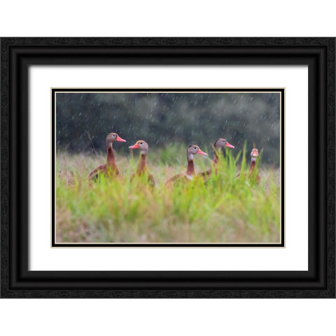 Black-bellied whistling duck in flight Black Ornate Wood Framed Art Print with Double Matting by Ditto, Larry