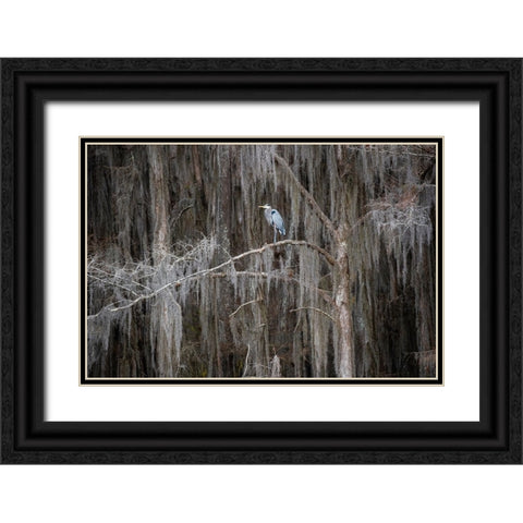 Great blue heron in bald cypress forest Black Ornate Wood Framed Art Print with Double Matting by Ditto, Larry