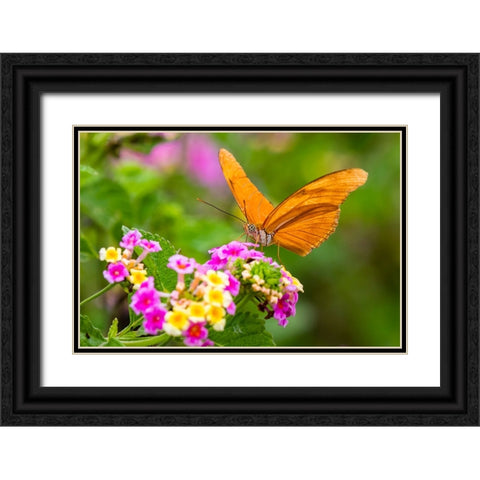Julia Heliconian nectaring at lantana flowers Black Ornate Wood Framed Art Print with Double Matting by Ditto, Larry