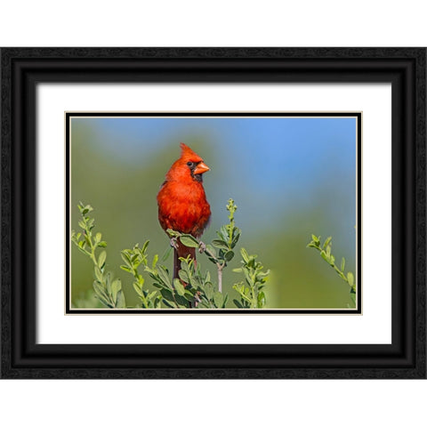 Northern cardinal- male perched in Texas Persimmon bush- southwest Texas. Black Ornate Wood Framed Art Print with Double Matting by Ditto, Larry