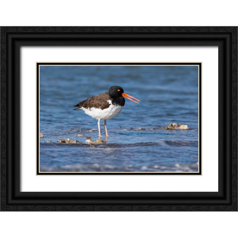 American oystercatcher on oyster reef Black Ornate Wood Framed Art Print with Double Matting by Ditto, Larry