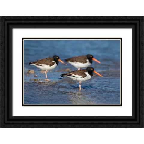 American oystercatcher on oyster reef Black Ornate Wood Framed Art Print with Double Matting by Ditto, Larry