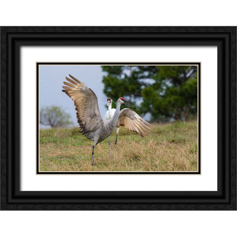 Whooping crane chasing Sandhill crane- Texas coast Black Ornate Wood Framed Art Print with Double Matting by Ditto, Larry