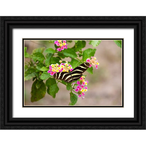 Zebra Heliconian feeding Black Ornate Wood Framed Art Print with Double Matting by Ditto, Larry