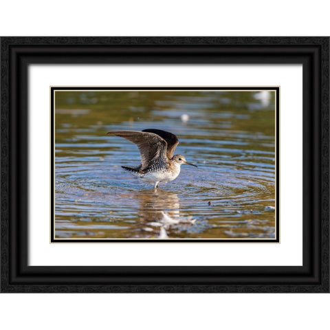 Solitary Sandpiper-Tringa solitaria-bathing in wetland Marion County-Illinois Black Ornate Wood Framed Art Print with Double Matting by Day, Richard and Susan