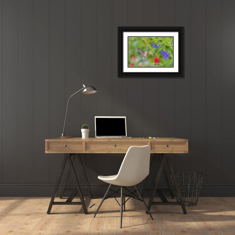 Ruby-throated Hummingbird-Archilochus colubris-at Blue Ensign Salvia-Salvia guaranitica-Marion Coun Black Ornate Wood Framed Art Print with Double Matting by Day, Richard and Susan