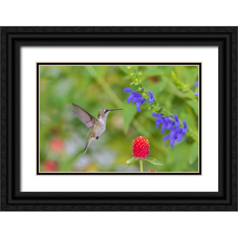 Ruby-throated Hummingbird-Archilochus colubris-at Blue Ensign Salvia-Salvia guaranitica-Marion Coun Black Ornate Wood Framed Art Print with Double Matting by Day, Richard and Susan