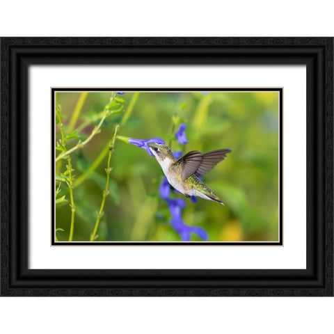 Ruby-throated Hummingbird-Archilochus colubris-at Blue Ensign Salvia-Salvia guaranitica-Marion Coun Black Ornate Wood Framed Art Print with Double Matting by Day, Richard and Susan