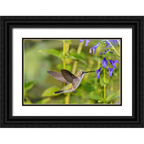 Ruby-throated Hummingbird-Archilochus colubris-at Blue Ensign Salvia-Salvia guaranitica-Marion Coun Black Ornate Wood Framed Art Print with Double Matting by Day, Richard and Susan